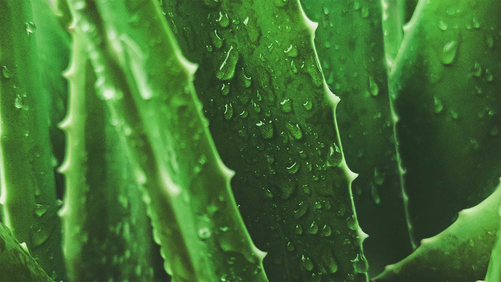 Aloe Gel