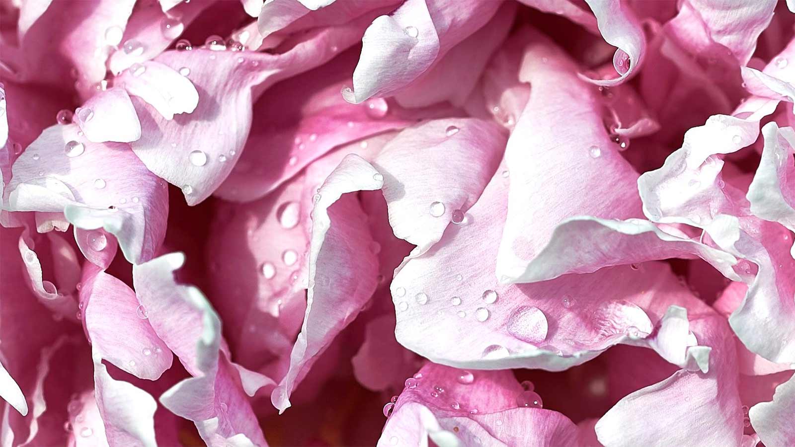 Acque Aromatiche