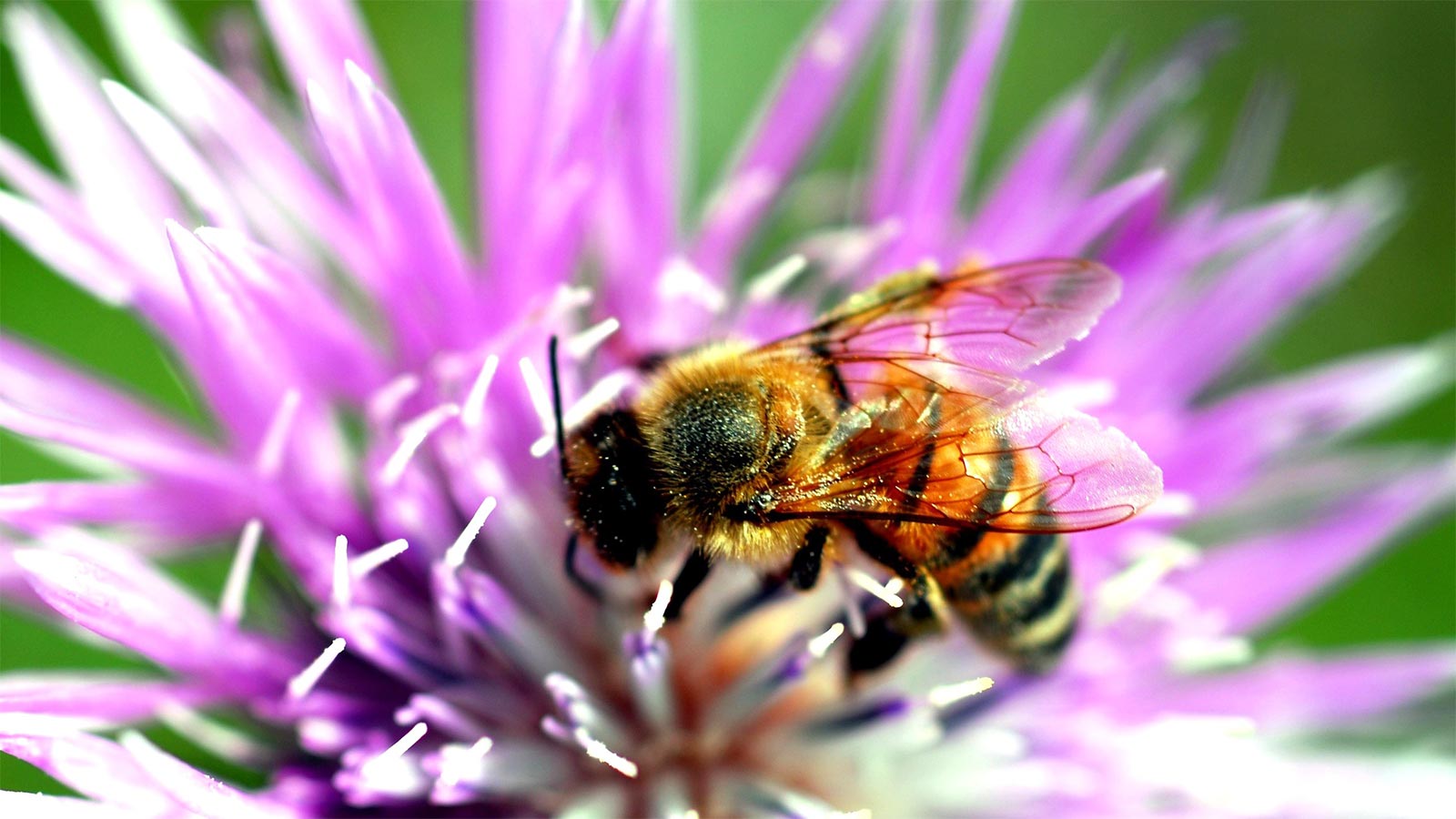 BeeMy Honey