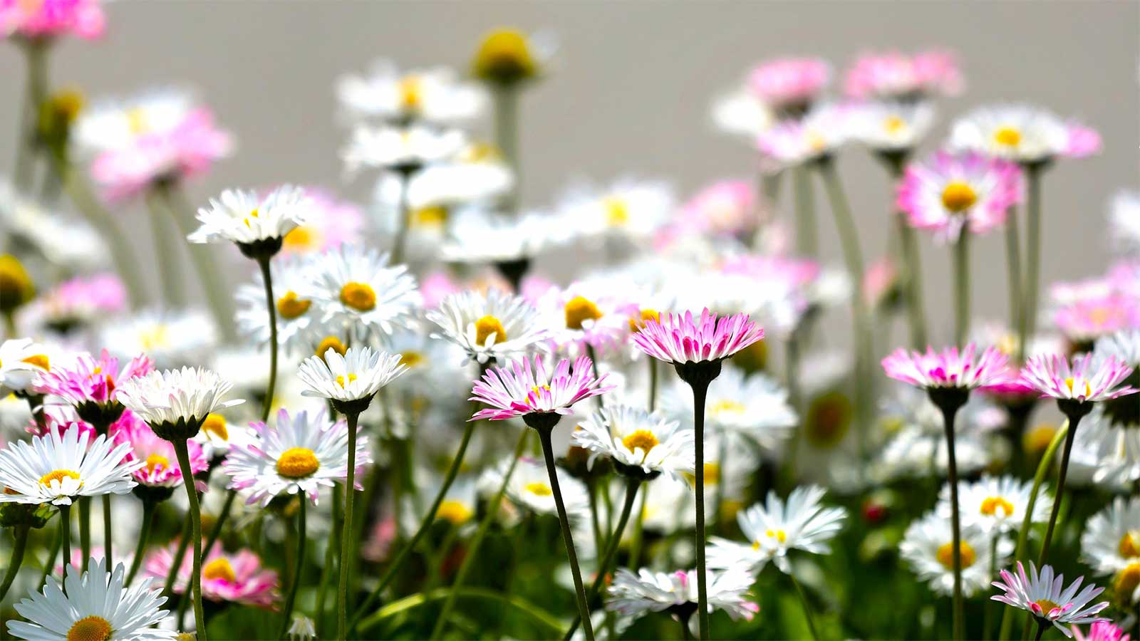 Bio Miracle Garden
