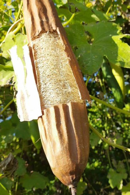 GUANTO DI LOOFA NATURALE per massaggio rigenerante ed esfoliante